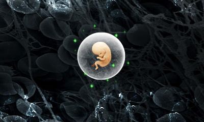 Guerra de reproduccion - Guerras de Esperma