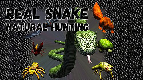 Serpiente real: Casería natural  