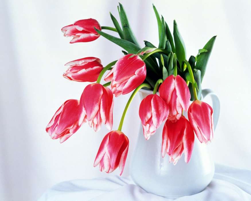Plantas,Flores,Tulipanes,Bouquets,8 de marzo, Día de la Mujer