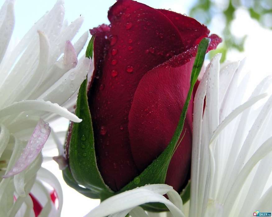 Plantas,Flores,Roses,Postales,Drops,8 de marzo, Día de la Mujer