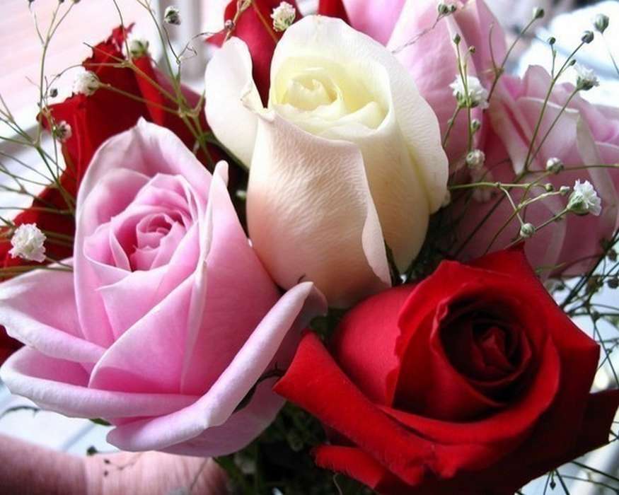 Vacaciones,Plantas,Flores,Roses,Postales,8 de marzo, Día de la Mujer
