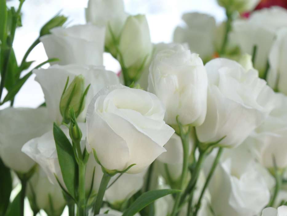 Vacaciones,Plantas,Flores,Roses,Postales,8 de marzo, Día de la Mujer