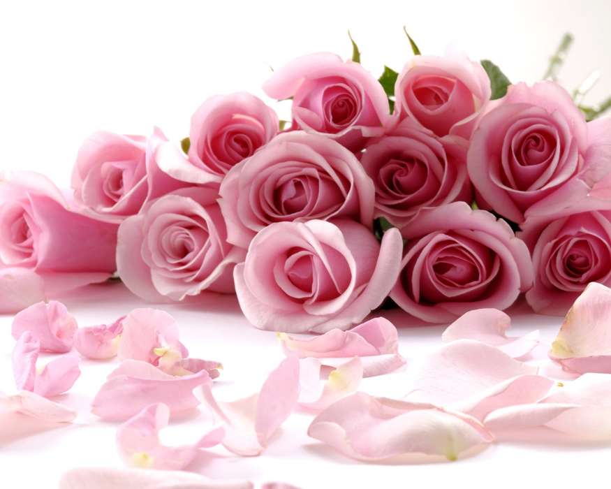 Vacaciones,Flores,Roses,Postales,8 de marzo, Día de la Mujer