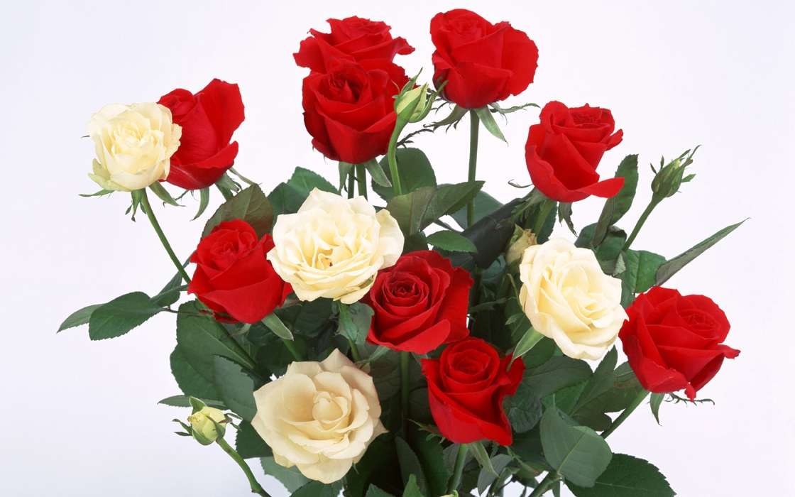 Plantas,Flores,Roses,Postales,8 de marzo, Día de la Mujer