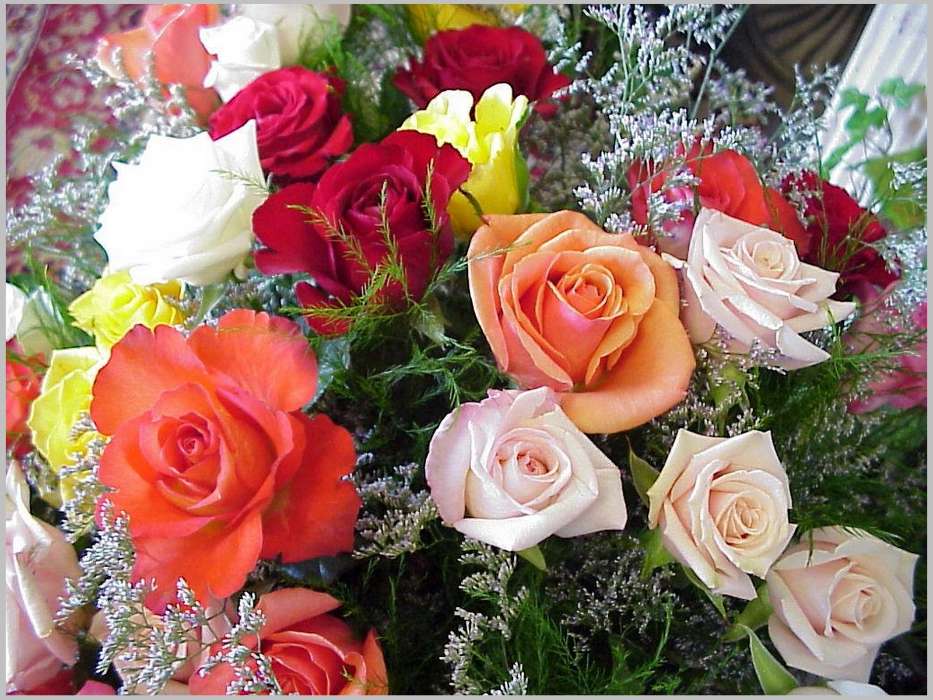 Vacaciones,Plantas,Flores,Roses,8 de marzo, Día de la Mujer
