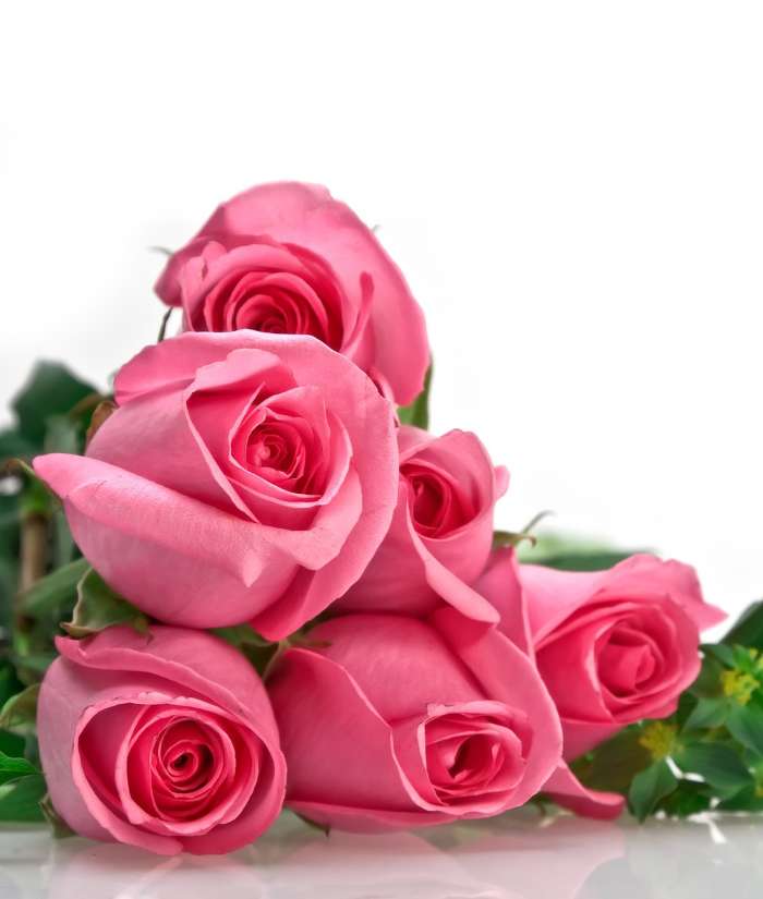 Vacaciones,Plantas,Flores,Roses,8 de marzo, Día de la Mujer