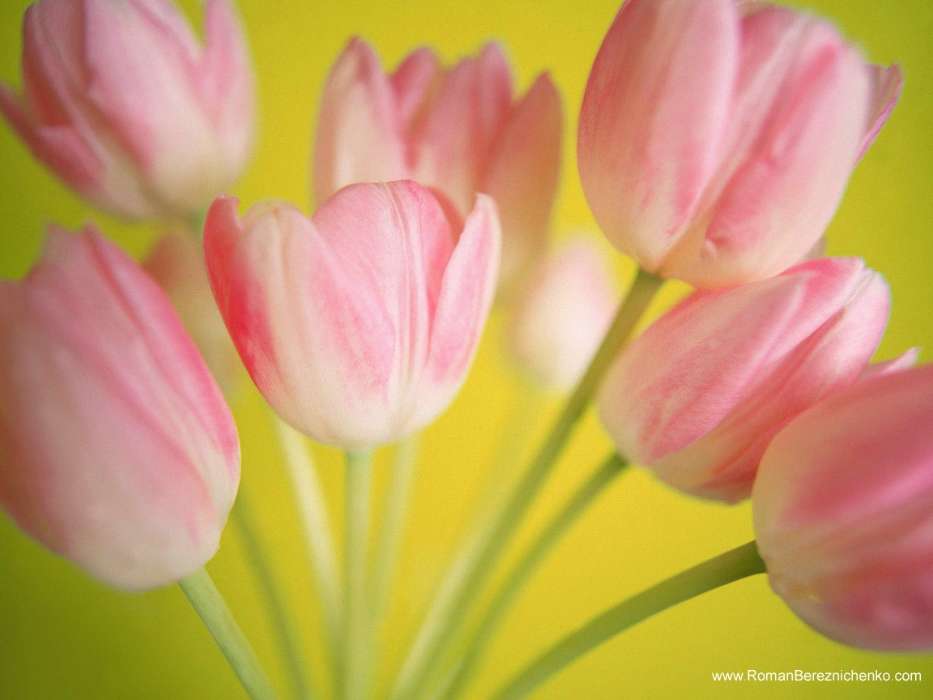 Vacaciones,Plantas,Tulipanes,Postales,8 de marzo, Día de la Mujer
