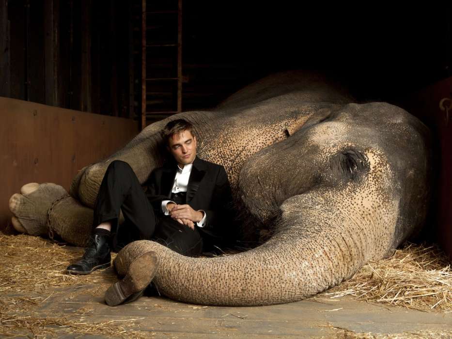 Elefantes,Robert Pattinson,Cine,Animales,Personas,Actores,Hombres