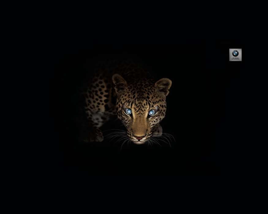 Animales,Arte,Leopardos