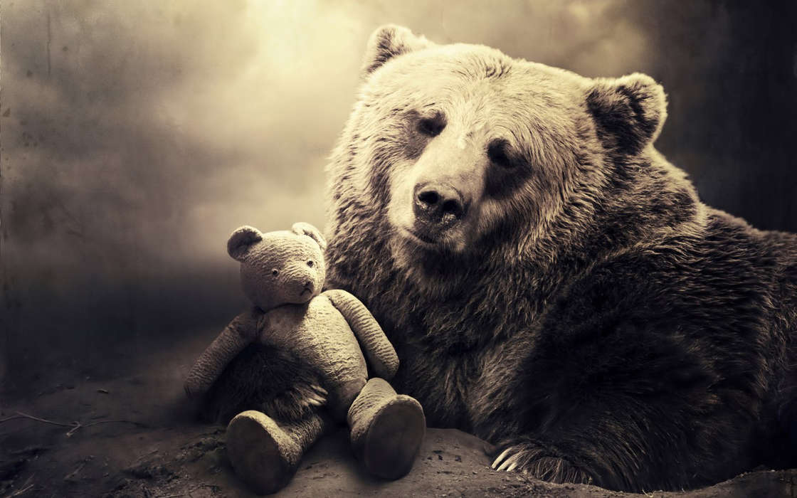 Animales,Fotografía artística,Juguetes,Bears