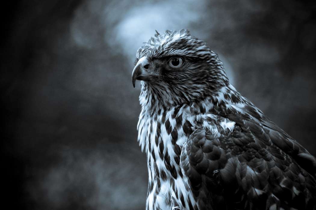 Animales,Birds,Fotografía artística,Falcons
