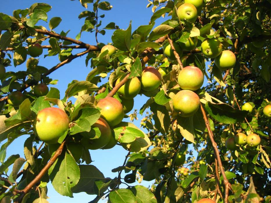 Manzanas,Árboles,Plantas