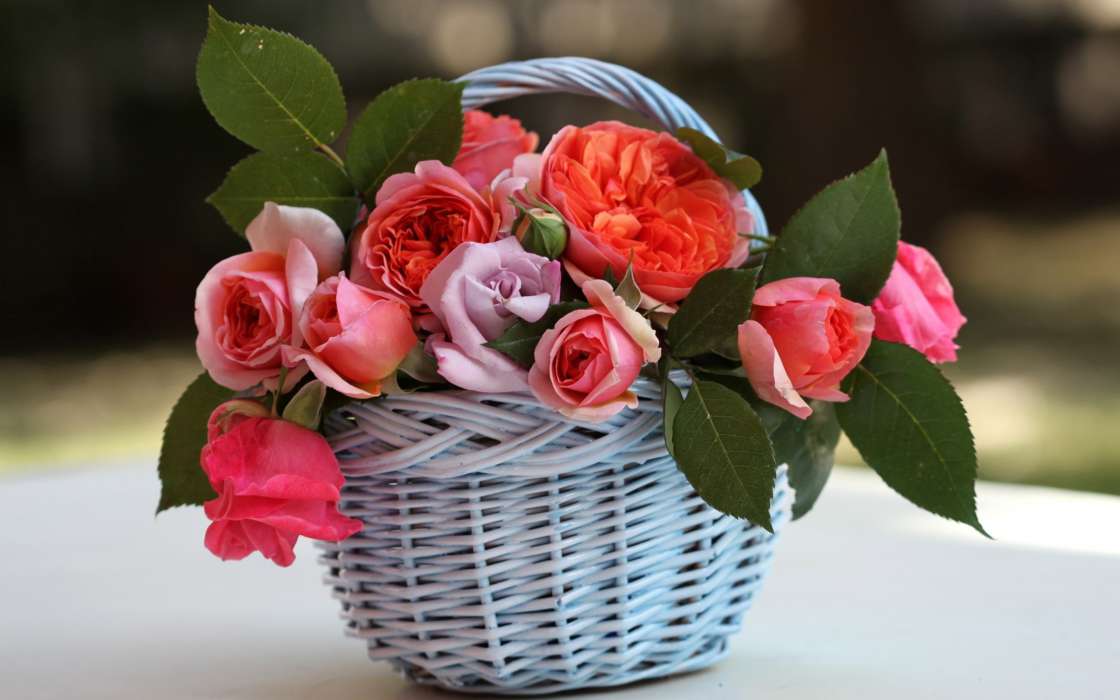 Bouquets,Flores,Plantas,Roses