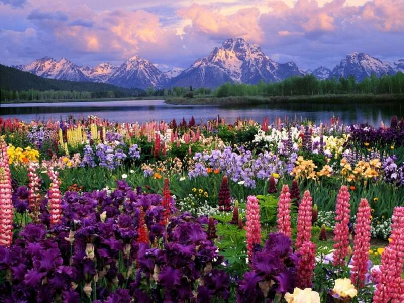 Flores,Montañas,Paisaje