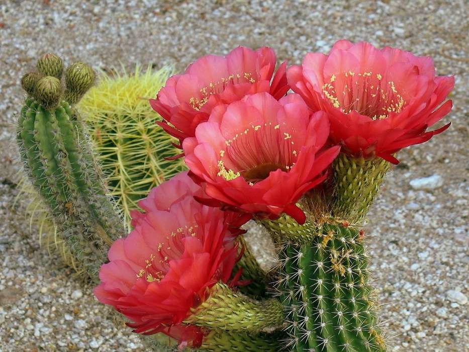 Plantas,Cactus,Flores