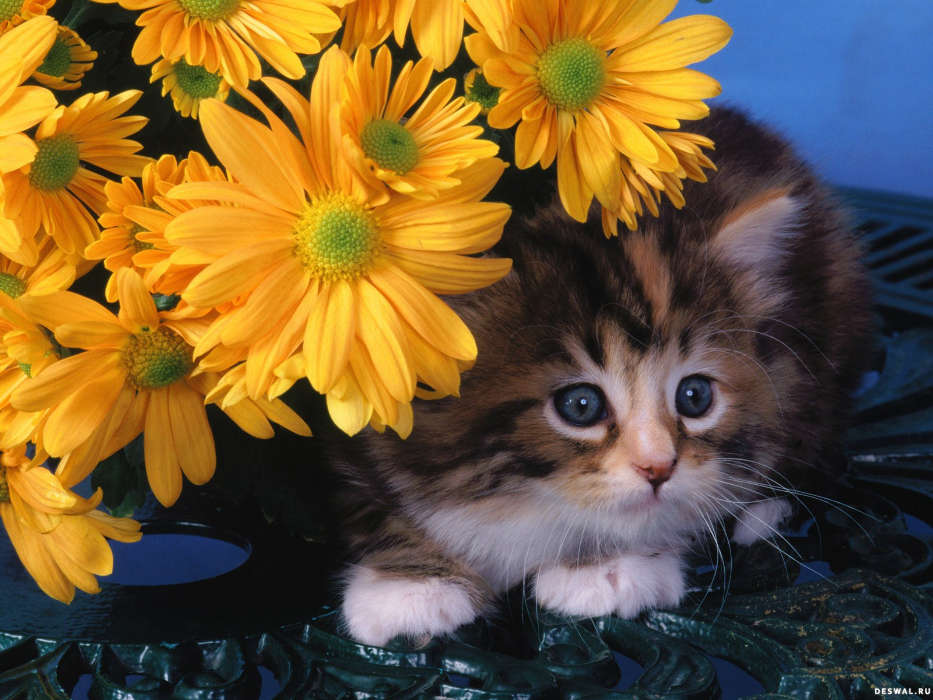 Animales,Gatos,Flores