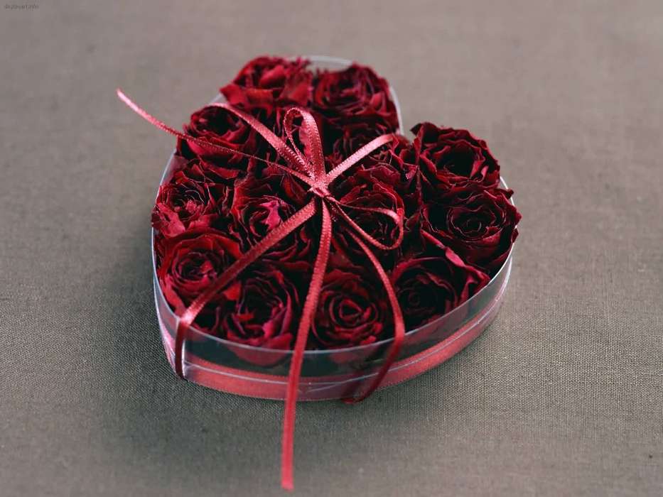 Roses,Corazones,Amor,Día de San Valentín,Vacaciones,Plantas,Flores