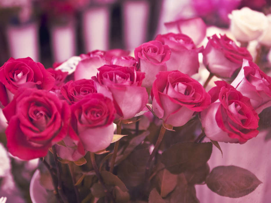 Plantas,Flores,Roses,Postales,8 de marzo, Día de la Mujer