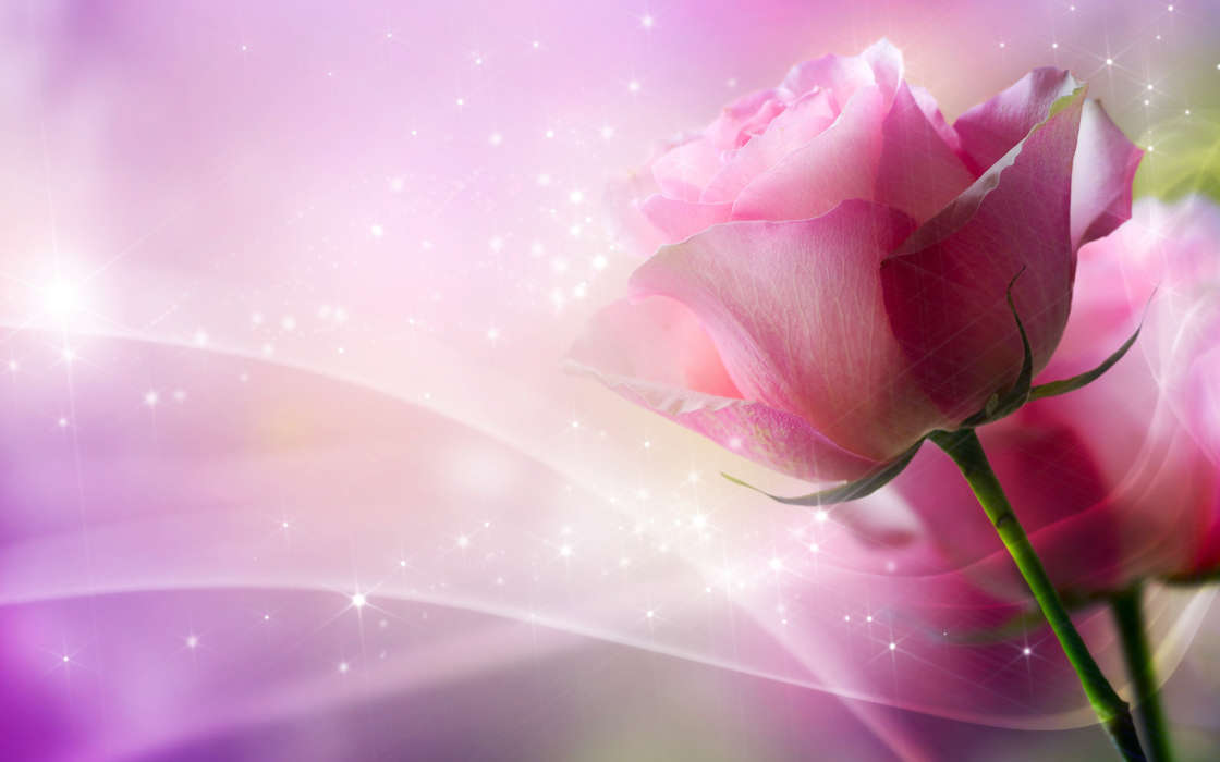 Descargar imagen para celular gratis: Flores,Plantas,Roses.