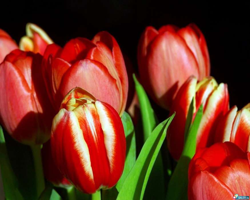 Plantas,Flores,Tulipanes