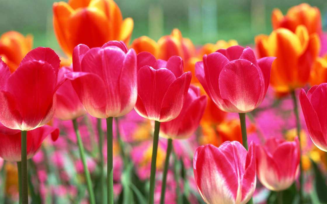 Flores,Plantas,Tulipanes