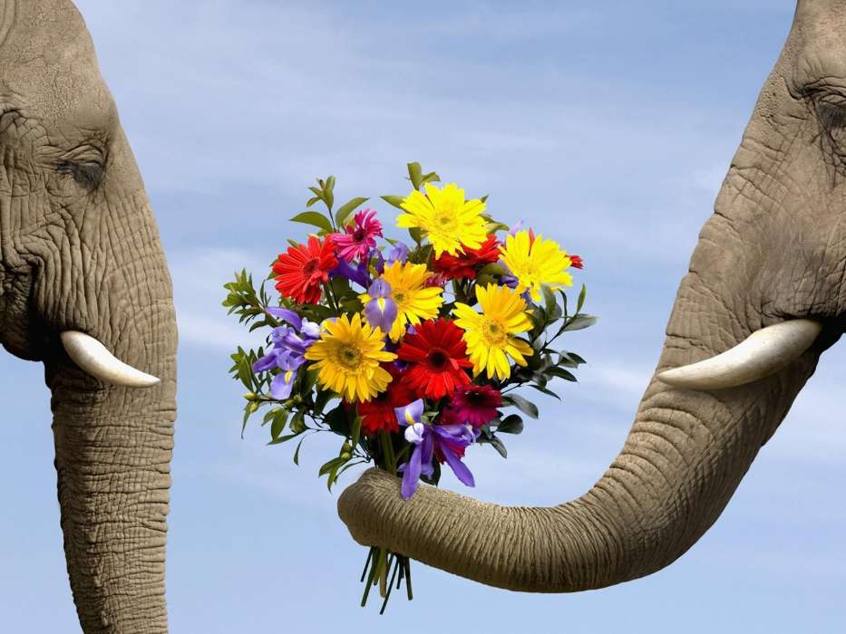 Flores,Elefantes,Animales