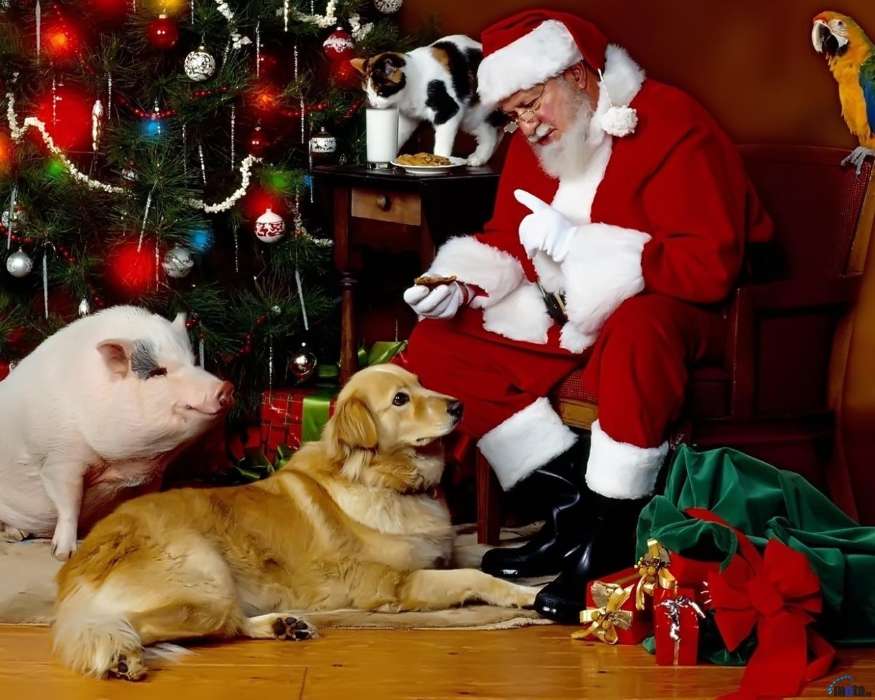 Vacaciones,Animales,Gatos,Perros,Año Nuevo,Jack Frost,Papá Noel,Navidad,Pigs