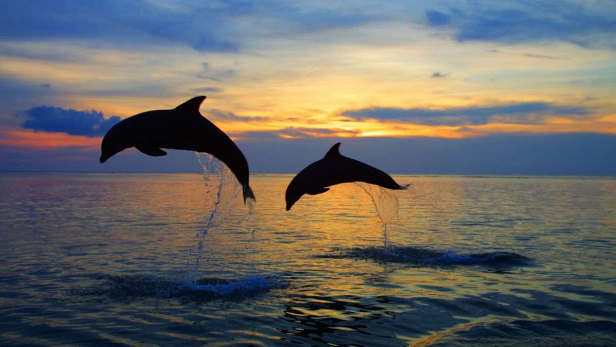 Delfines,Mar,Paisaje,Animales