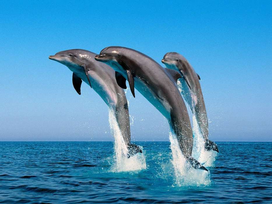 Animales,Agua,Delfines,Mar,Peces
