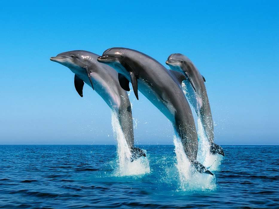 Animales,Agua,Delfines,Mar