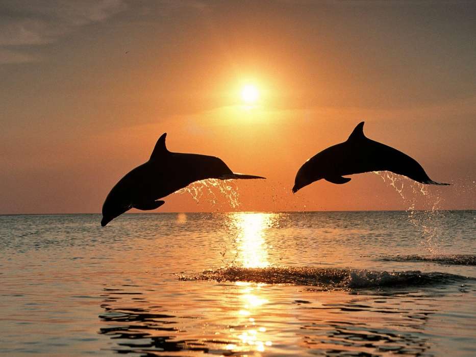 Delfines,Mar,Puesta del sol,Animales