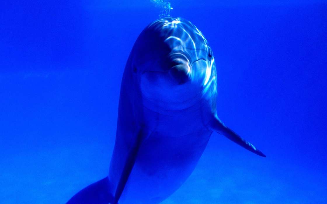Mar,Animales,Delfines