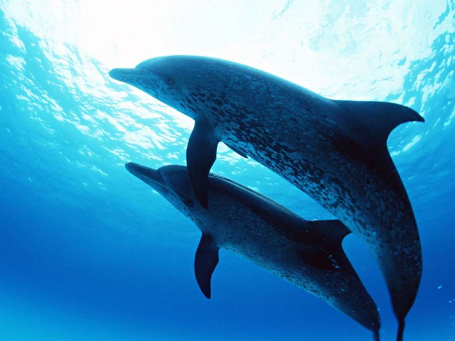 Animales,Delfines,Mar