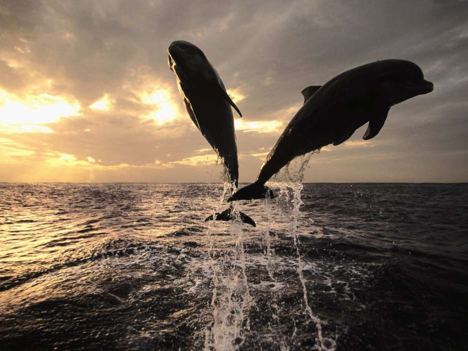 Delfines,Mar,Animales
