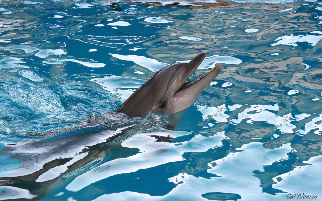 Animales,Agua,Delfines