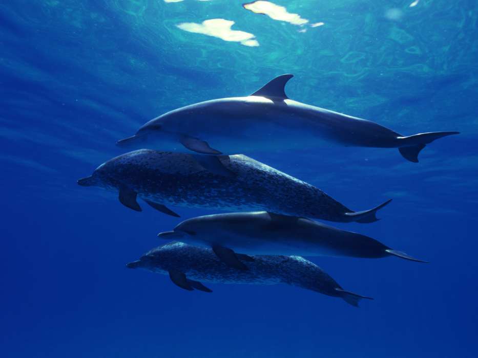 Delfines,Animales