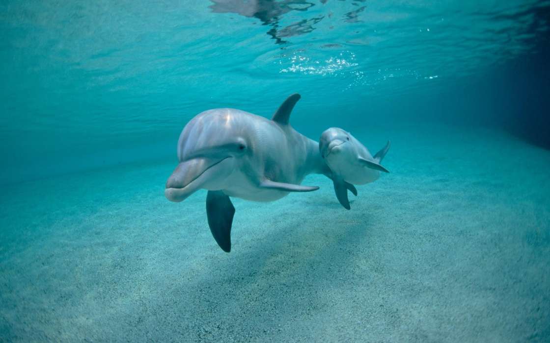 Delfines,Animales