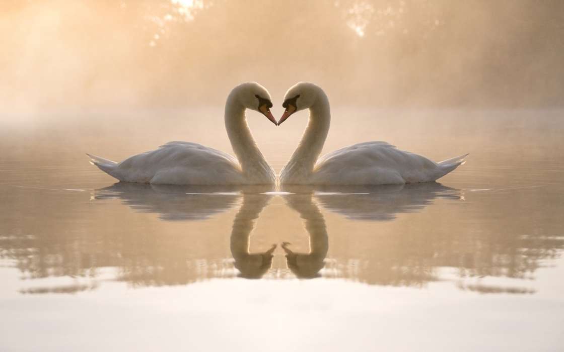 Animales,Birds,Agua,Corazones,Cisnes,Amor,Día de San Valentín