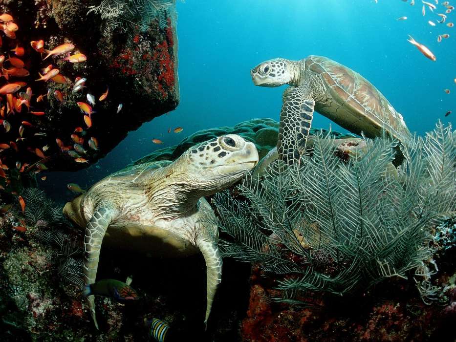 Animales,Tortugas,Mar
