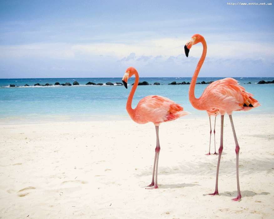 Animales,Birds,Cielo,Mar,Playa,Flamenco