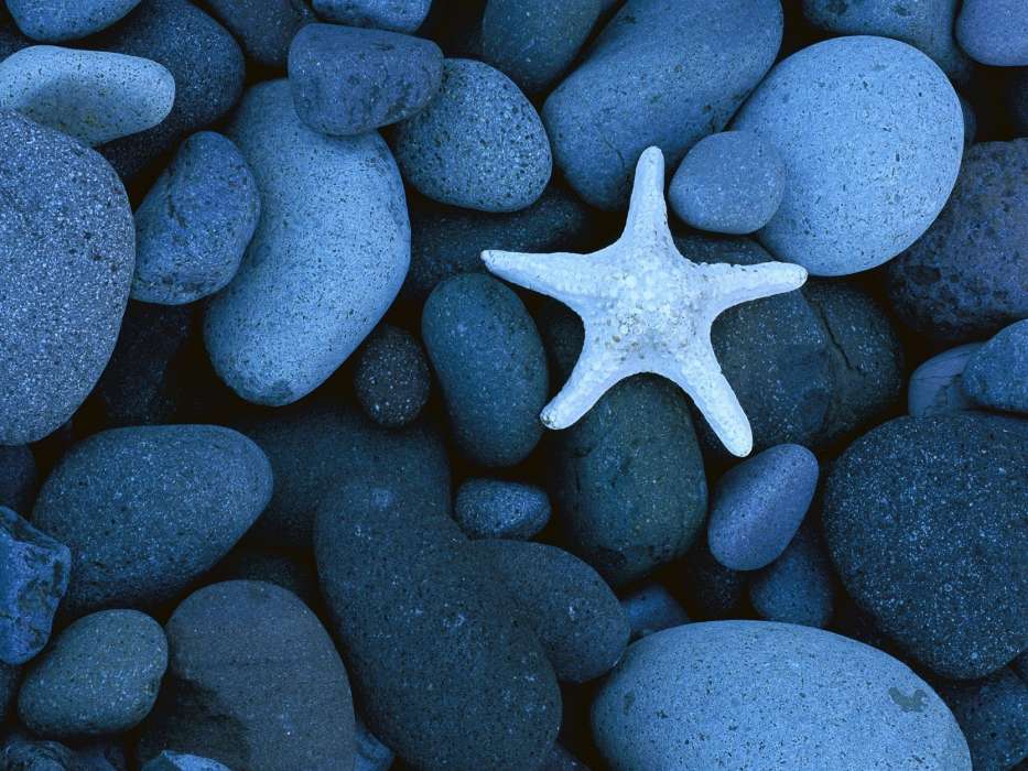 Fondo,Stones,Estrella de mar