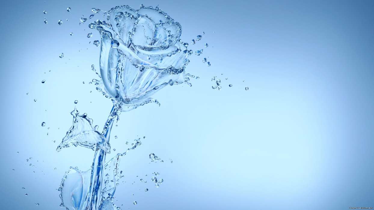 Agua,Fondo,Roses