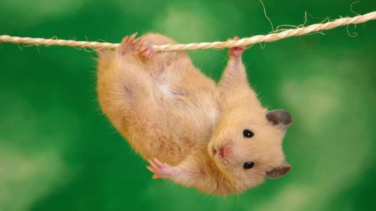 Hamsters,Animales