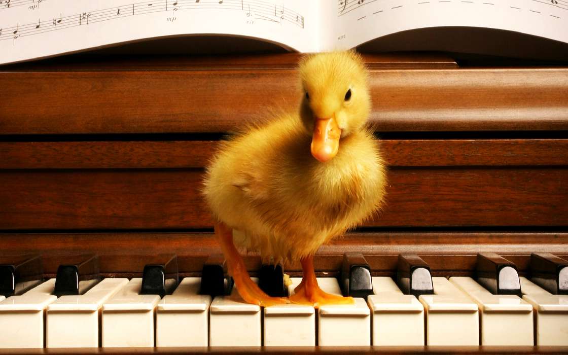 Piano,Música,Ducks,Animales