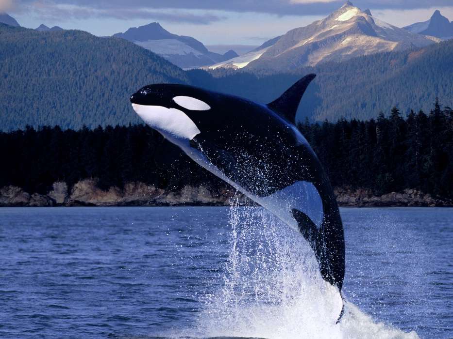 Animales,Agua,Peces,Ballenas,Las orcas