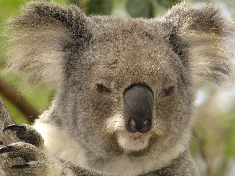 Animales,Koalas