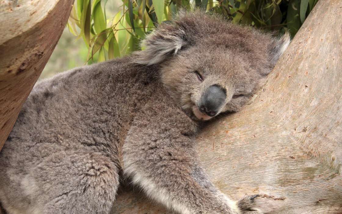 Animales,Koalas