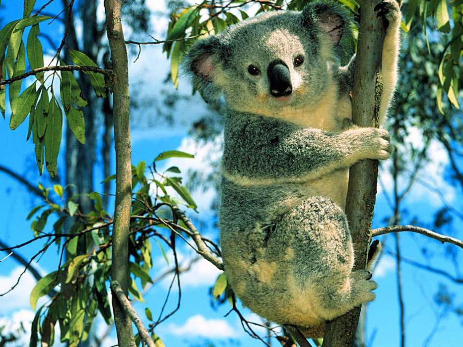 Koalas,Animales