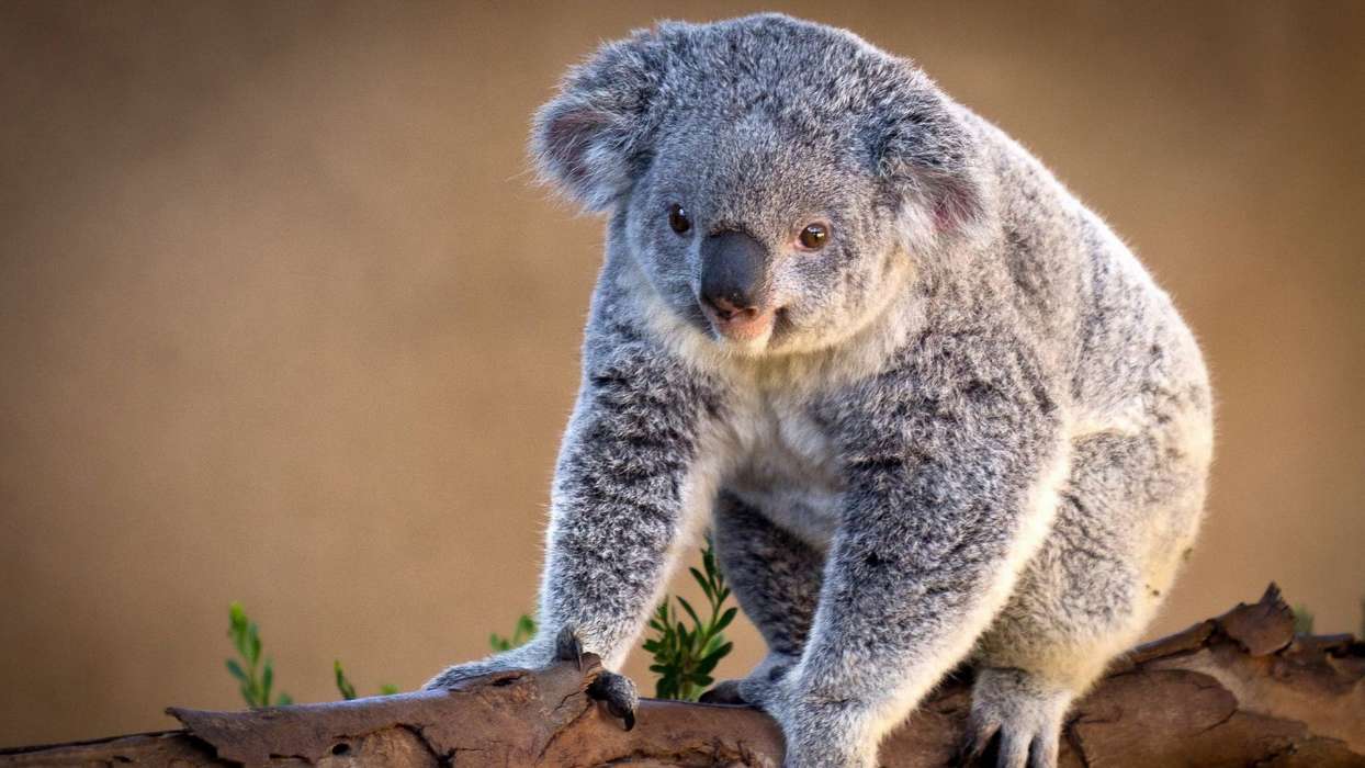 Koalas,Animales