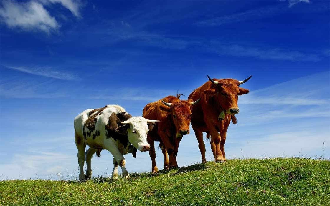 Animales,Hierba,Vacas